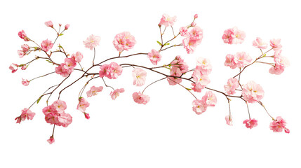 Naklejka premium Beautiful Pink Cherry Blossoms on Soft Pink Background - Isolated