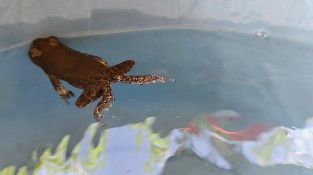Scene of Anaxyrus boreas frog floating on the water surface in a blue pond 