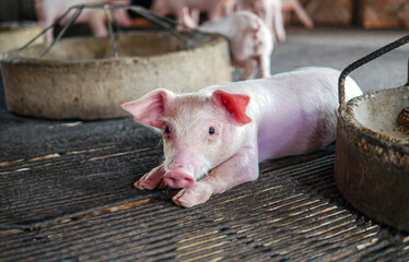 Piglet at pigsty. Pig farm. Close-up of cute piglet at animal farm.