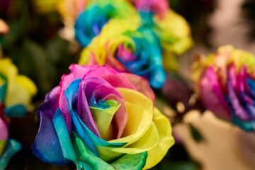 Rainbow roses close-up with soft focus background.