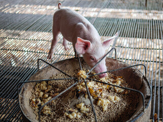 Piglet at pigsty. Pig farm. Group of piglet at animal farm. Feeding pigs