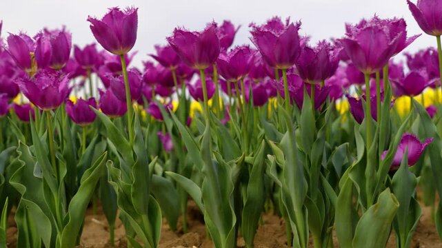 Fringed purple tulips blooming densely in Jonqui&egrave;res, Vaucluse during springtime