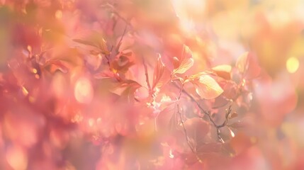 Fototapeta premium Beautiful warm and soft autumn foliage with natural light shining through