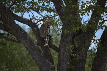 Fototapeta premium Leopard in wild savanna , Animal of africa