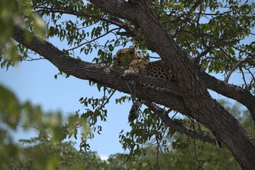 Fototapeta premium Leopard in wild savanna , Animal of africa