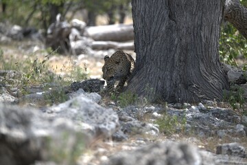 Leopard in wild savanna , Animal of africa