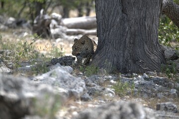 Leopard in wild savanna , Animal of africa