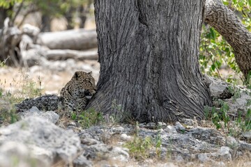 Leopard in wild savanna , Animal of africa