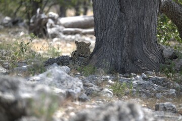 Leopard in wild savanna , Animal of africa