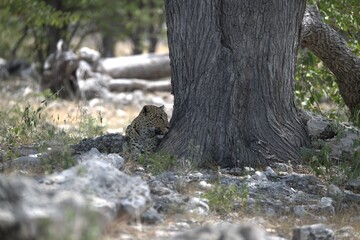 Leopard in wild savanna , Animal of africa