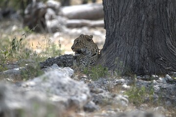 Leopard in wild savanna , Animal of africa