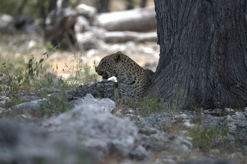 Leopard in wild savanna , Animal of africa