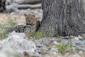 Leopard in wild savanna , Animal of africa