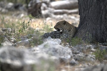 Leopard in wild savanna , Animal of africa