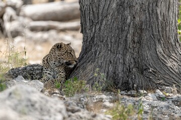 Leopard in wild savanna , Animal of africa