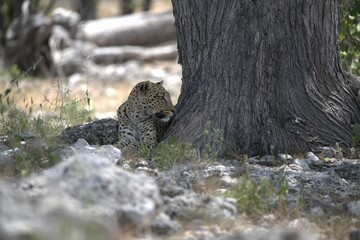 Leopard in wild savanna , Animal of africa