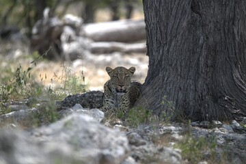Leopard in wild savanna , Animal of africa