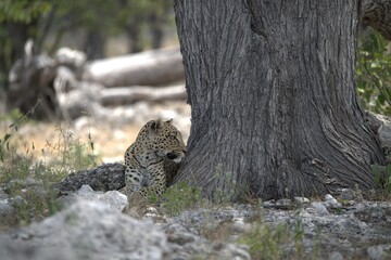 Leopard in wild savanna , Animal of africa