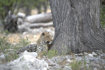 Leopard in wild savanna , Animal of africa