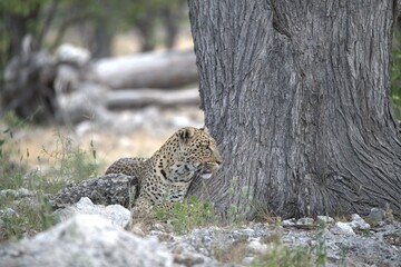 Leopard in wild savanna , Animal of africa