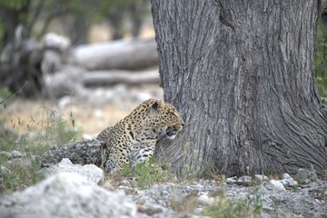 Leopard in wild savanna , Animal of africa