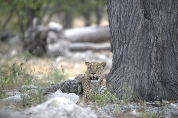 Leopard in wild savanna , Animal of africa