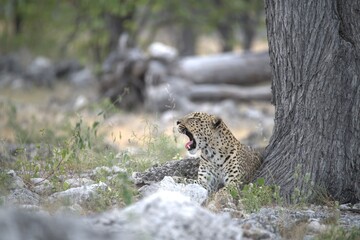 Leopard in wild savanna , Animal of africa