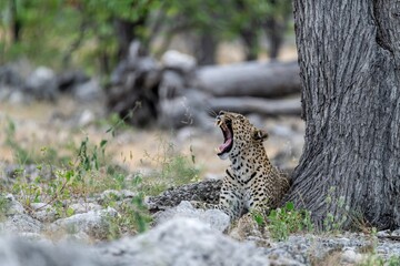 Leopard in wild savanna , Animal of africa