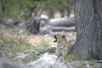 Leopard in wild savanna , Animal of africa