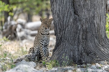 Leopard in wild savanna , Animal of africa