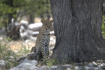 Leopard in wild savanna , Animal of africa