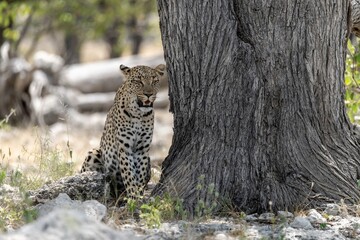 Leopard in wild savanna , Animal of africa