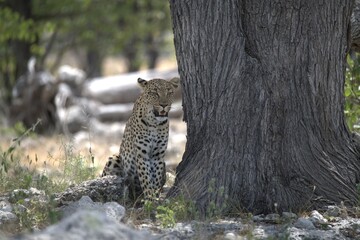 Leopard in wild savanna , Animal of africa