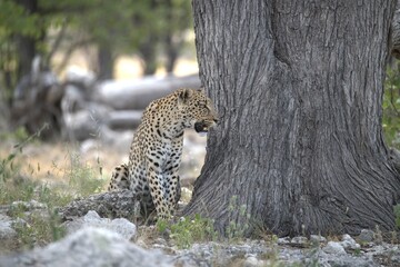 Leopard in wild savanna , Animal of africa