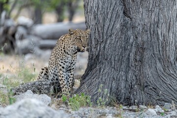 Leopard in wild savanna , Animal of africa