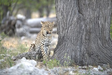 Leopard in wild savanna , Animal of africa