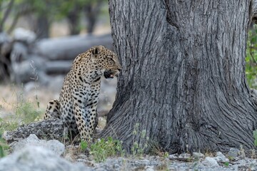 Leopard in wild savanna , Animal of africa