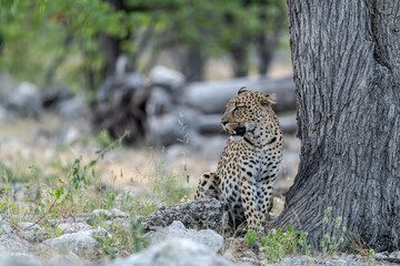 Leopard in wild savanna , Animal of africa