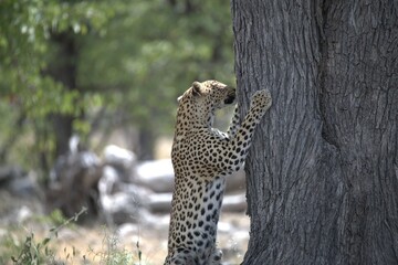 Leopard in wild savanna , Animal of africa