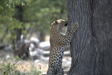 Leopard in wild savanna , Animal of africa