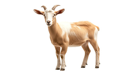 Fototapeta premium Majestic Goat Standing Up Isolated on White Background