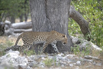 Leopard in wild savanna , Animal of africa