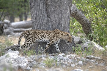 Leopard in wild savanna , Animal of africa