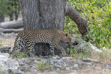 Leopard in wild savanna , Animal of africa