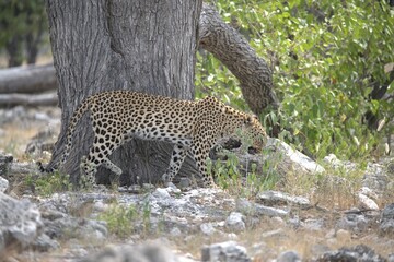 Leopard in wild savanna , Animal of africa