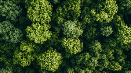 Naklejka premium Aerial view of lush green forest canopy in summer sunlight sky high trees woods drone birds earth