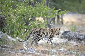 Leopard in wild savanna , Animal of africa