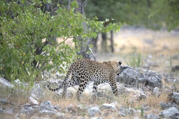 Leopard in wild savanna , Animal of africa