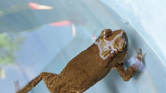 Scene of Anaxyrus boreas frog floating on the water surface in a blue pond 