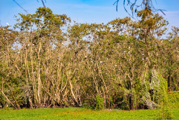 Bird sanctuary in the area of Mekong river in Vietnem. Many birds on trees